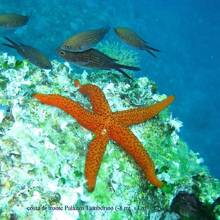 Grand Hotel Mediterraneo Santa Cesarea Terme Zewnętrze zdjęcie
